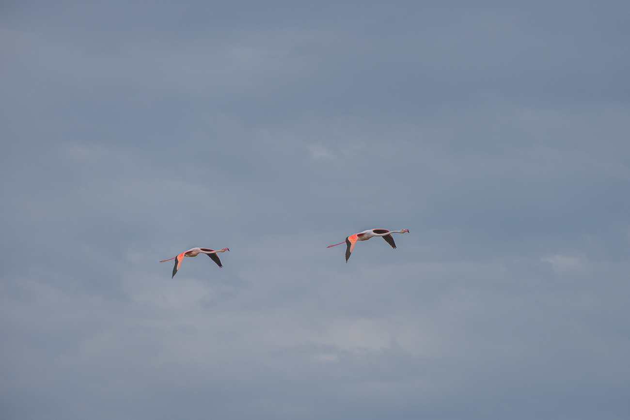 Überflug einiger Flamingos