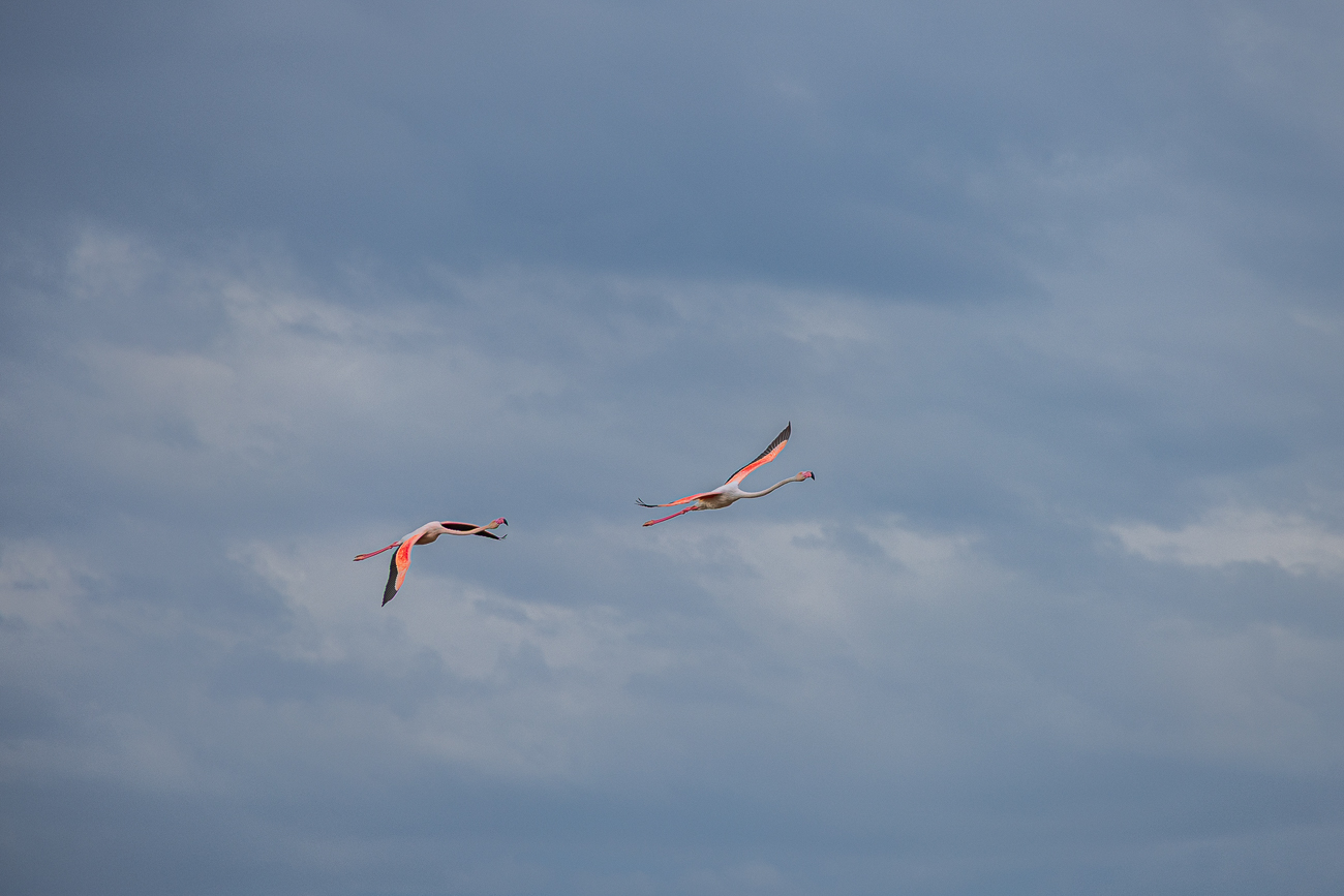 Überflug einiger Flamingos