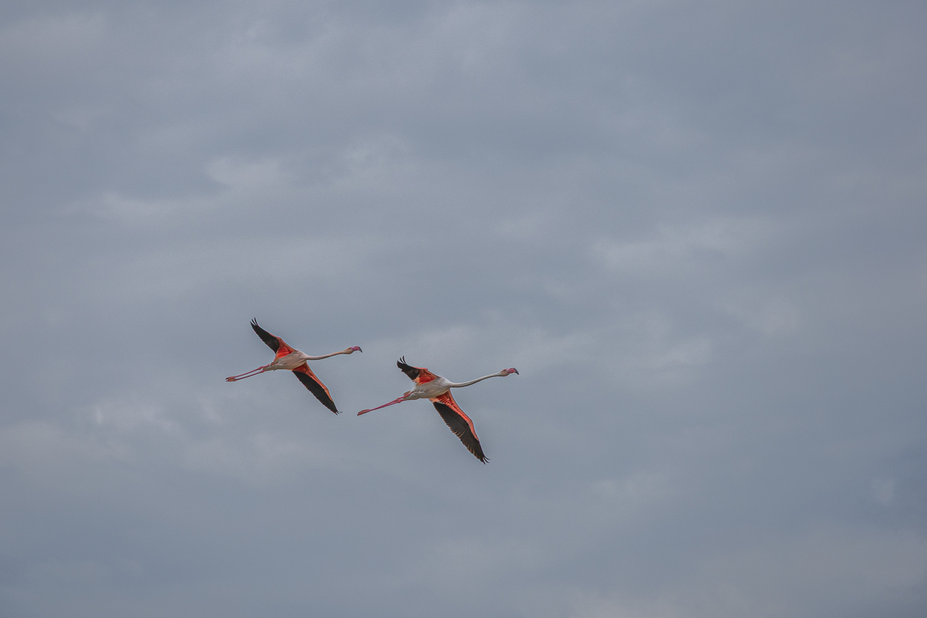 Überflug einiger Flamingos