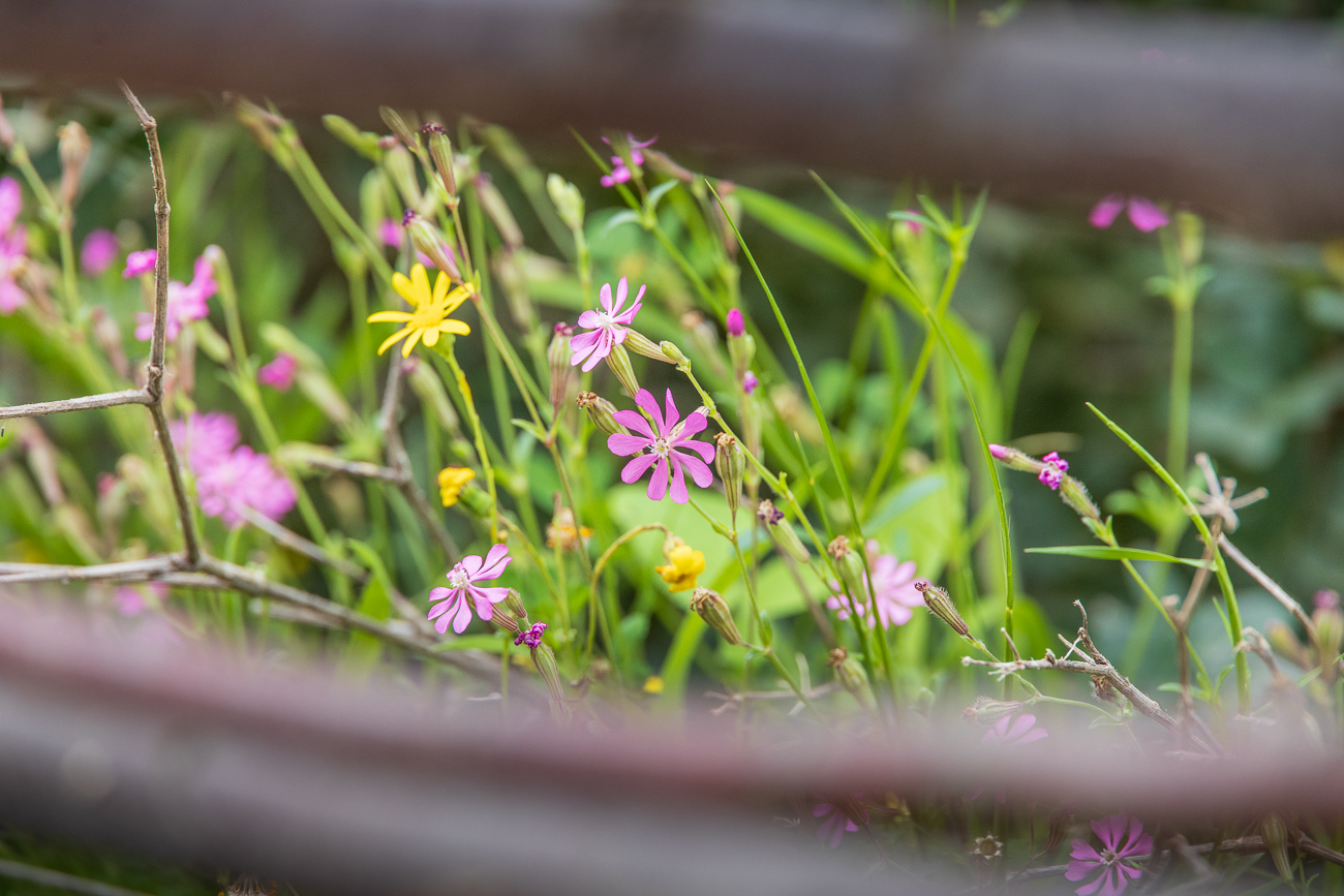 Farbiges Leimkraut [Silene colorata Poir]