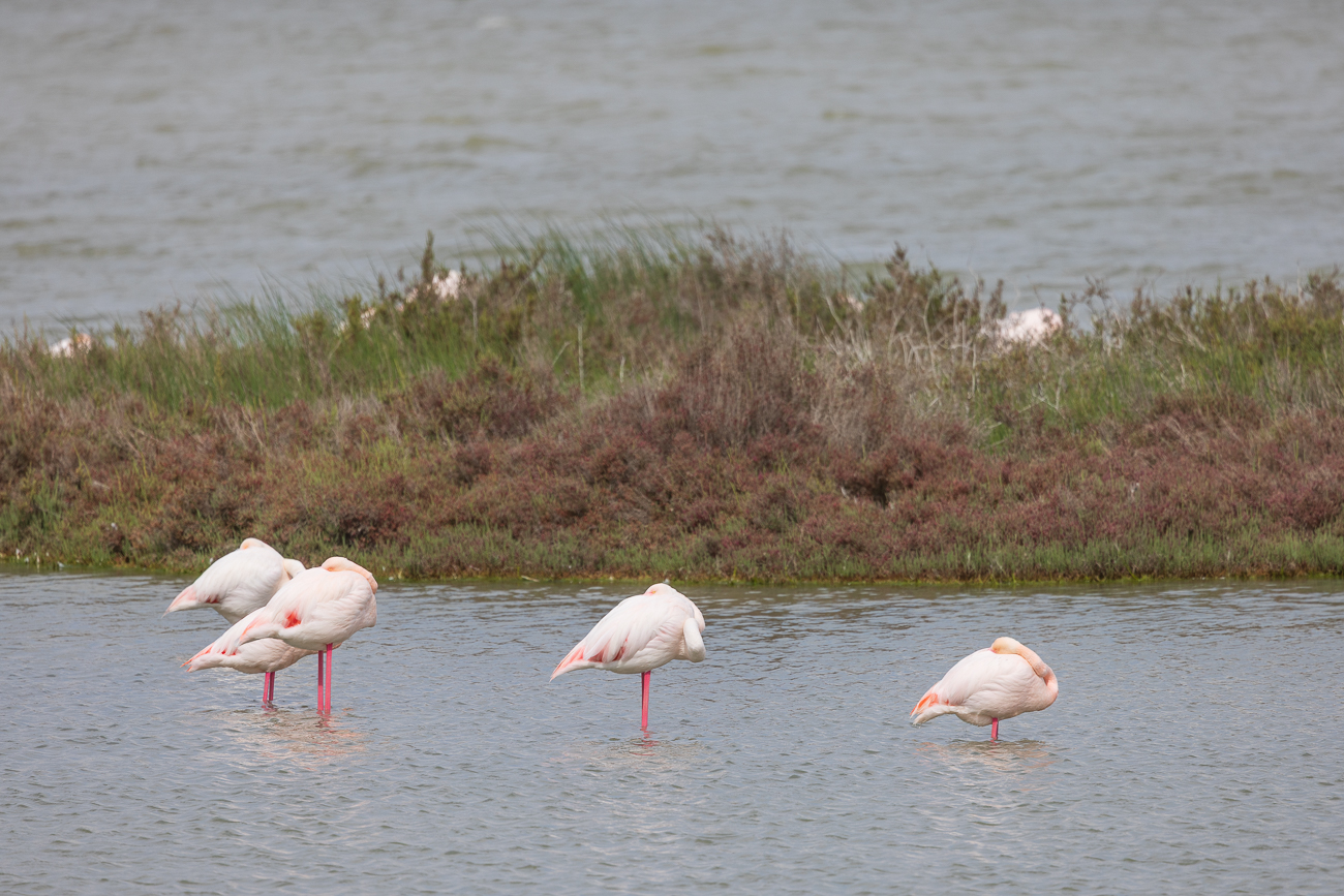 Wieder ein Gewässer mit Flamingos ...