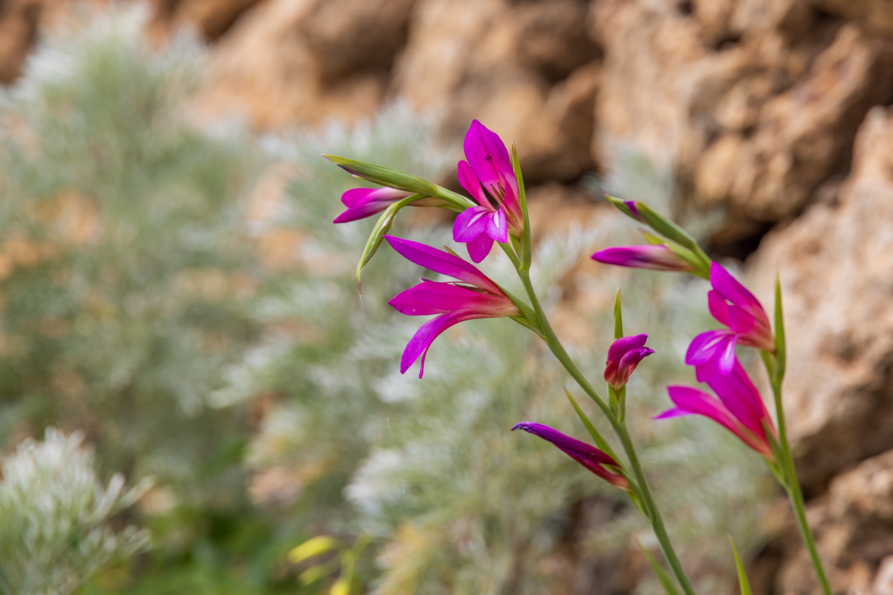 Italienische Gladiole [Gladiolus illyrikus]
