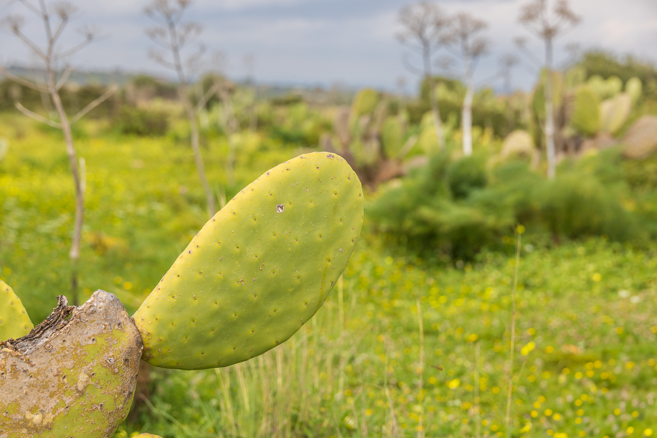 Opuntie [Opuntia ficus-indica]