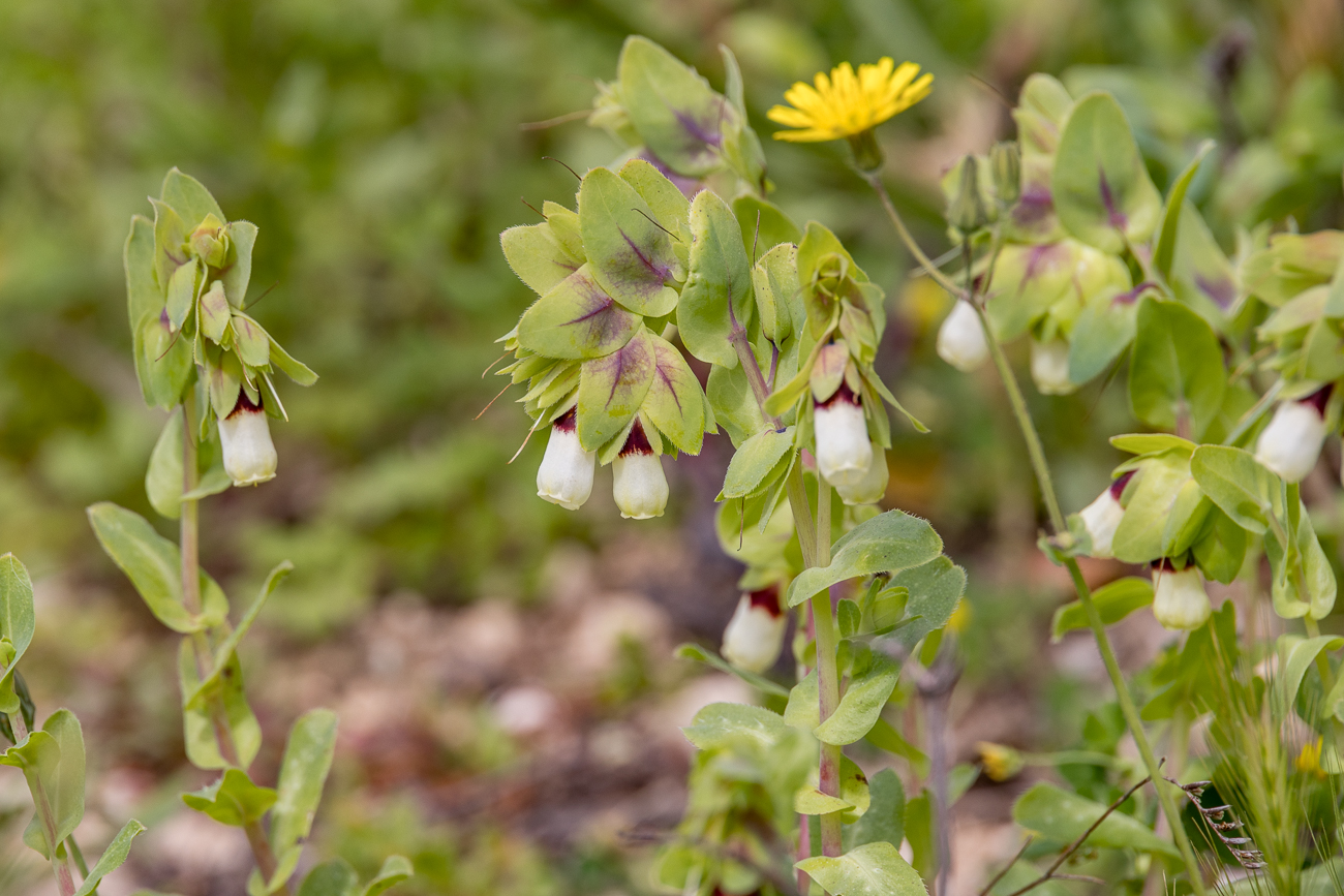 Große Wachsblume [Cerinthe major]