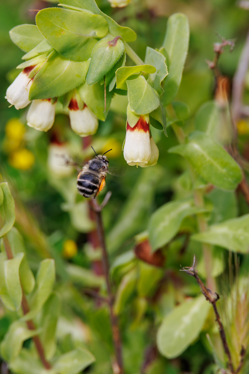 Anflug einer Biene an die Große Wachsblume