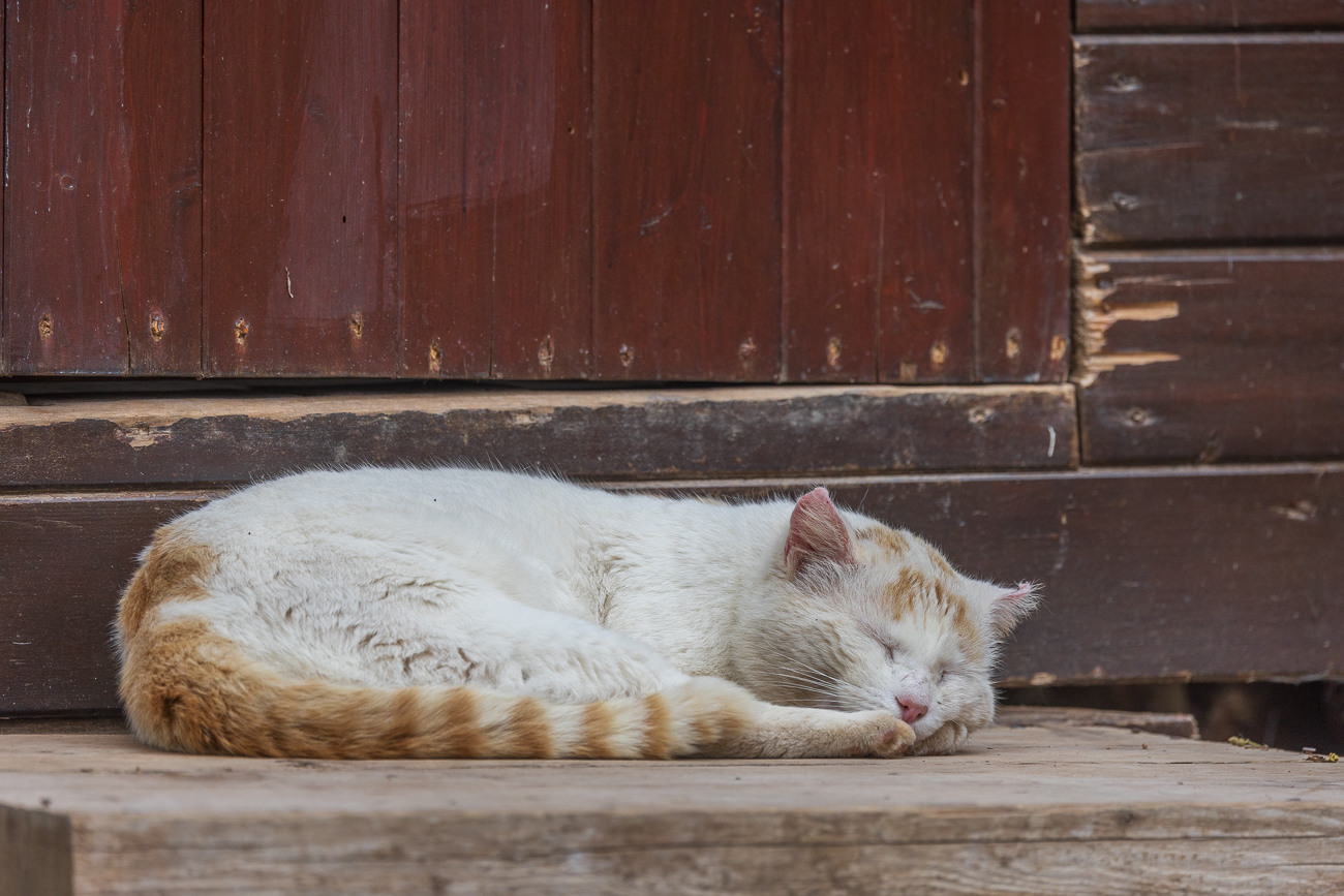 Schlafende Katze