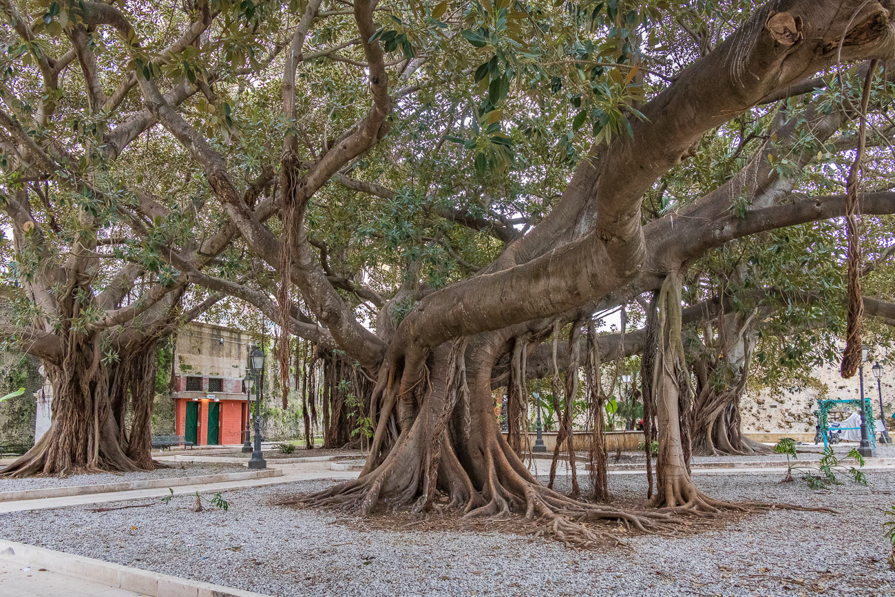 Dieser imposante Baum müsste eine Banyan-Feige [Ficus benghalensis] sein, auch Banyanbaum oder Bengalische Feige genannt