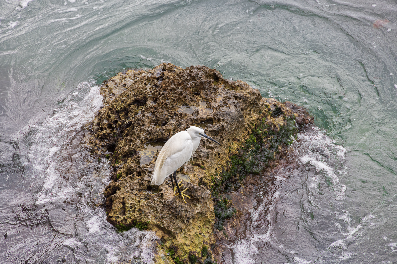 Seidenreiher [Egretta garzetta] am Meeresufer