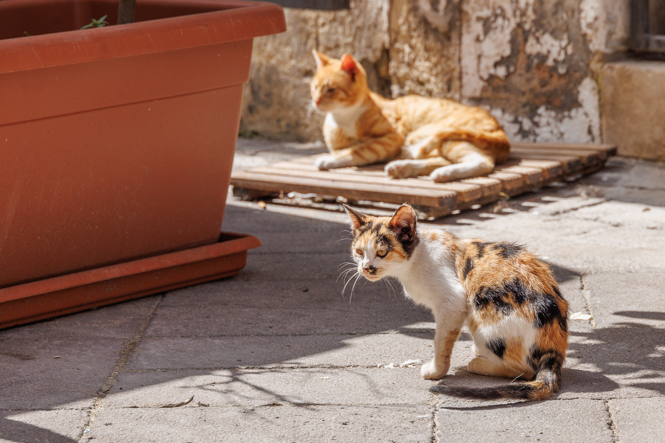 Überall trifft man hier auf Katzen ...