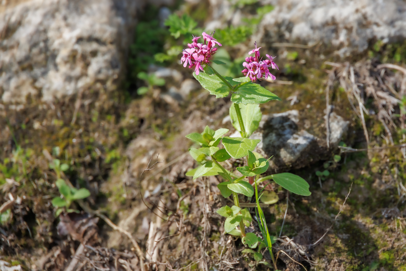 Füllhorn-Fedie [Valeriana graciliflora]