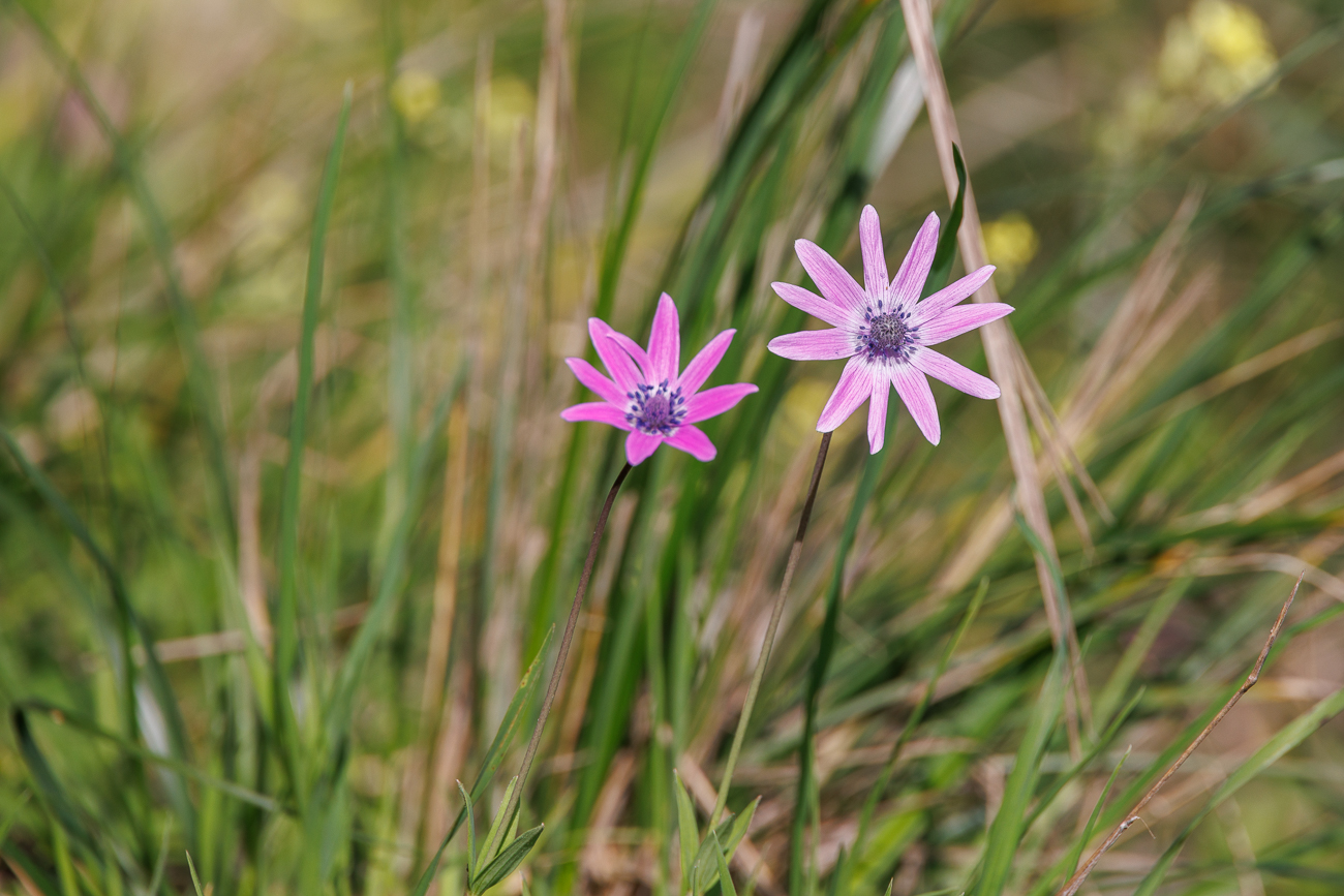 Möglicherweise eine Stern-Anemone [Anemone hortensis]