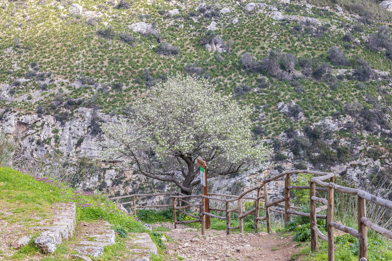 An dieser schönen Felsenkirsche [Prunus mahaleb] teilt sich der Weg auf
