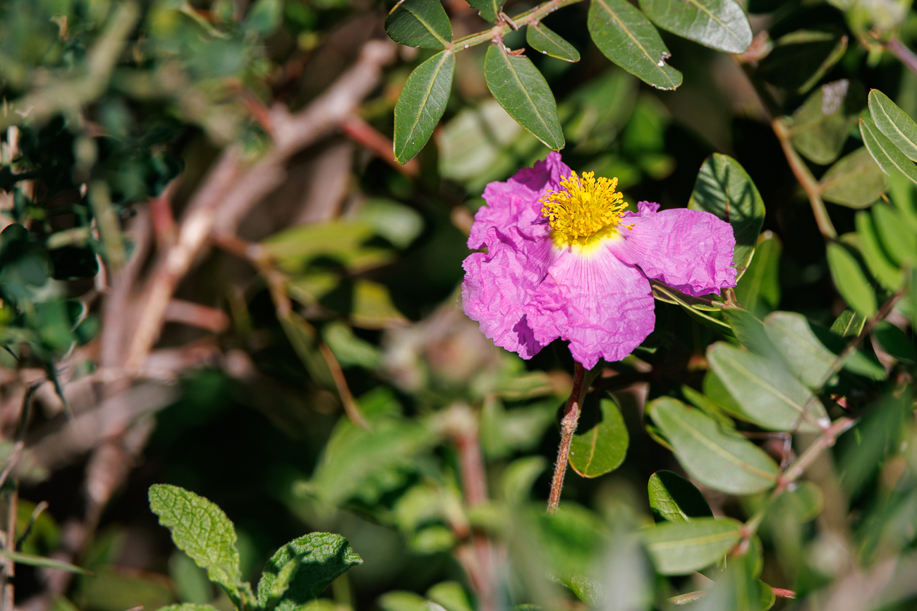 Kretische Zistrose [Cistus creticus]