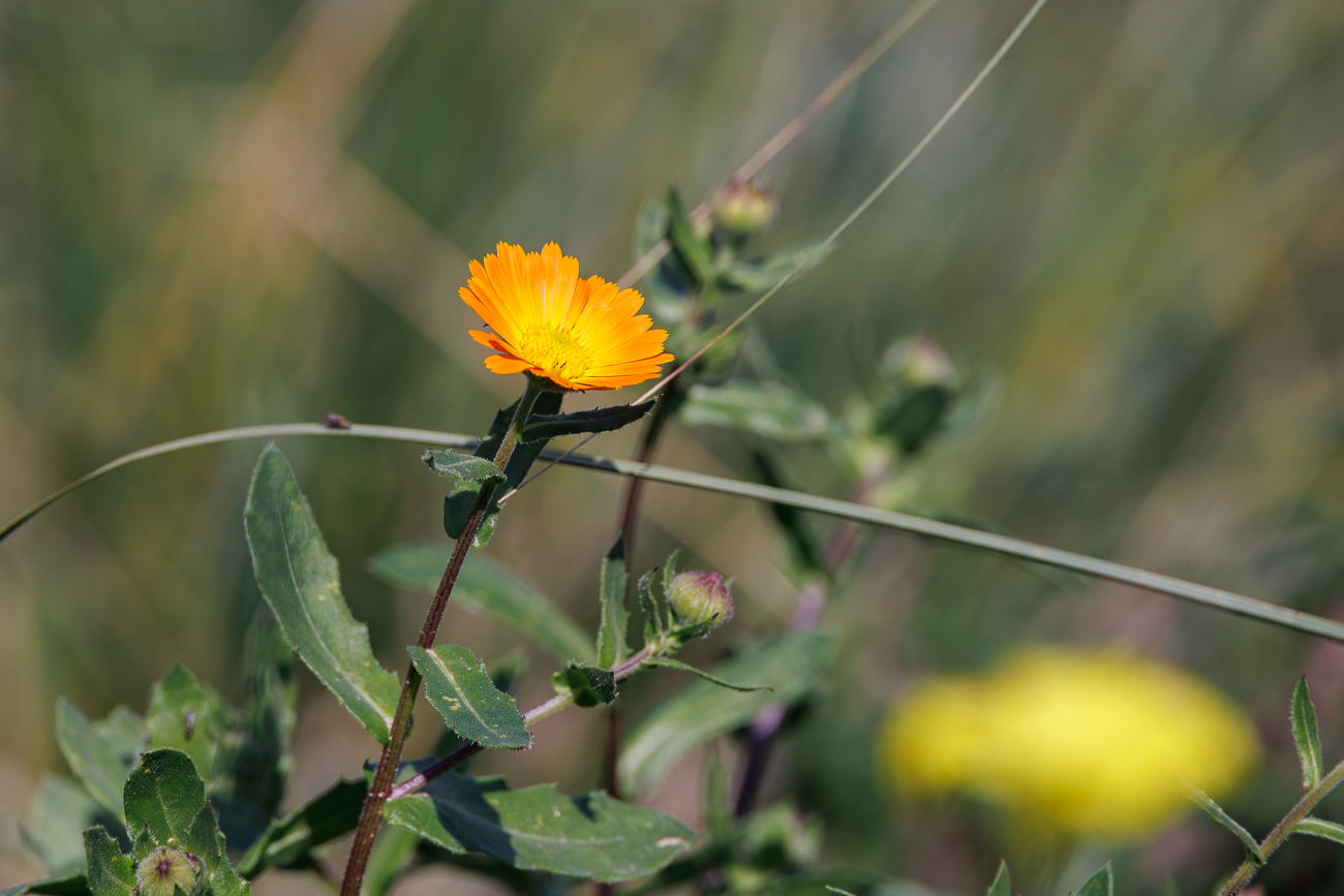 Stern-Ringelblume [Calendula stellata]