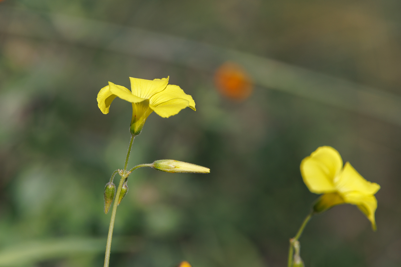 Nickender Sauerklee [Oxalis pes-caprae]