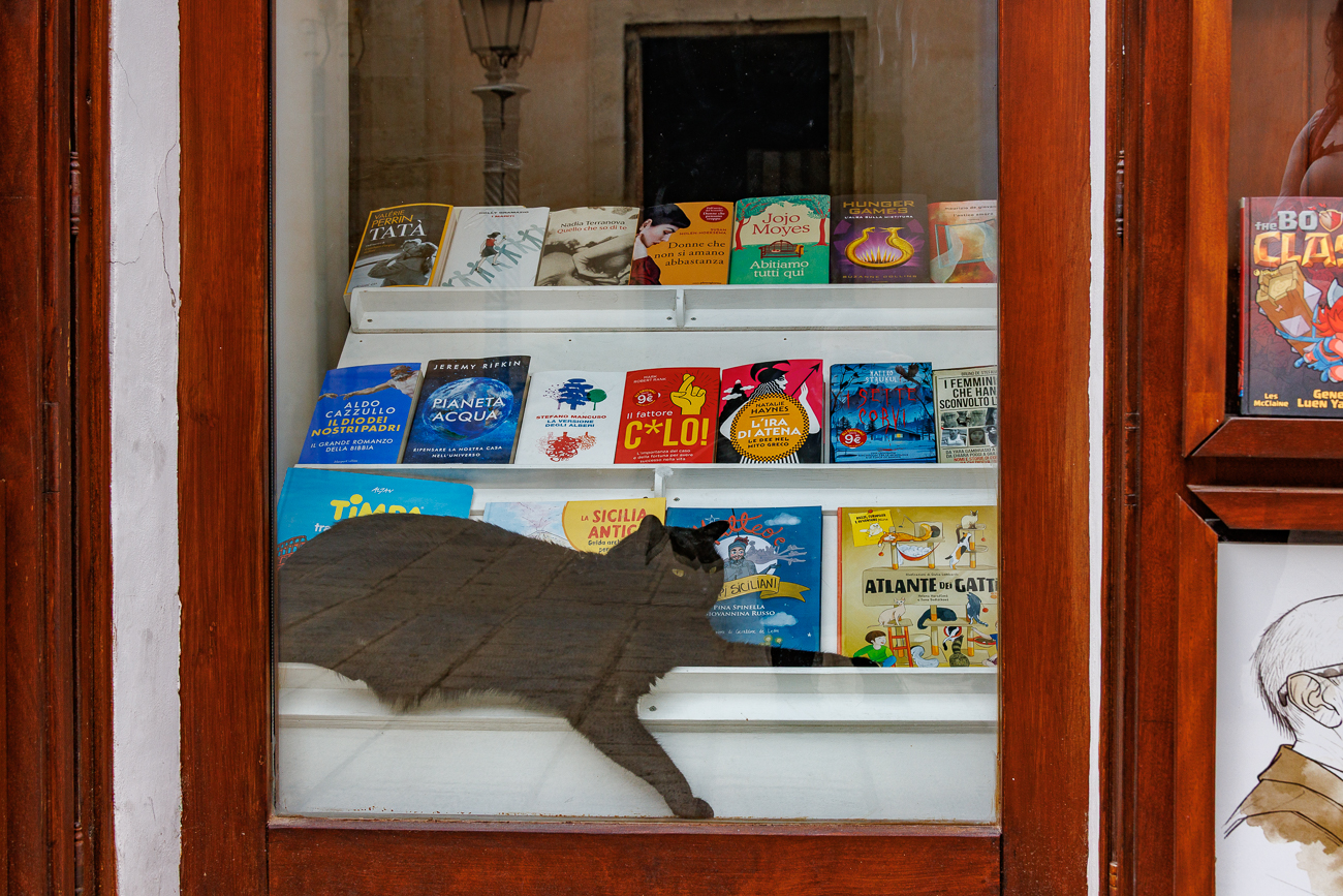 Katze im Schaufenster eines Bücherladens ;-)