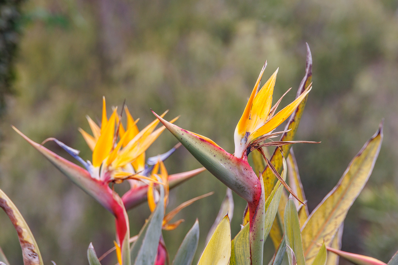 Paradiesvogelblume [Strelitzia reginae Banks]