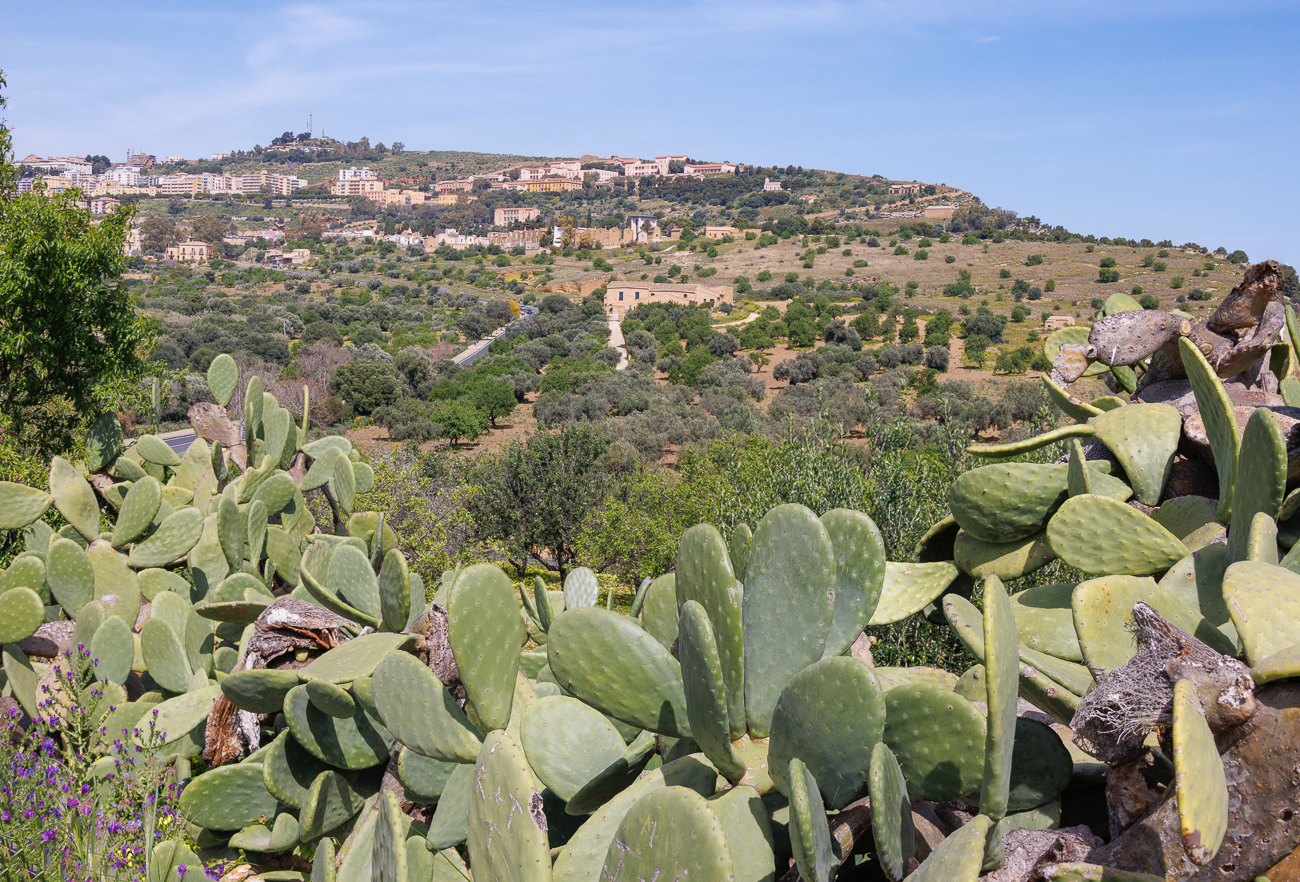 Blick über die Kakteen auf einen Teil der Stadt Agrigento