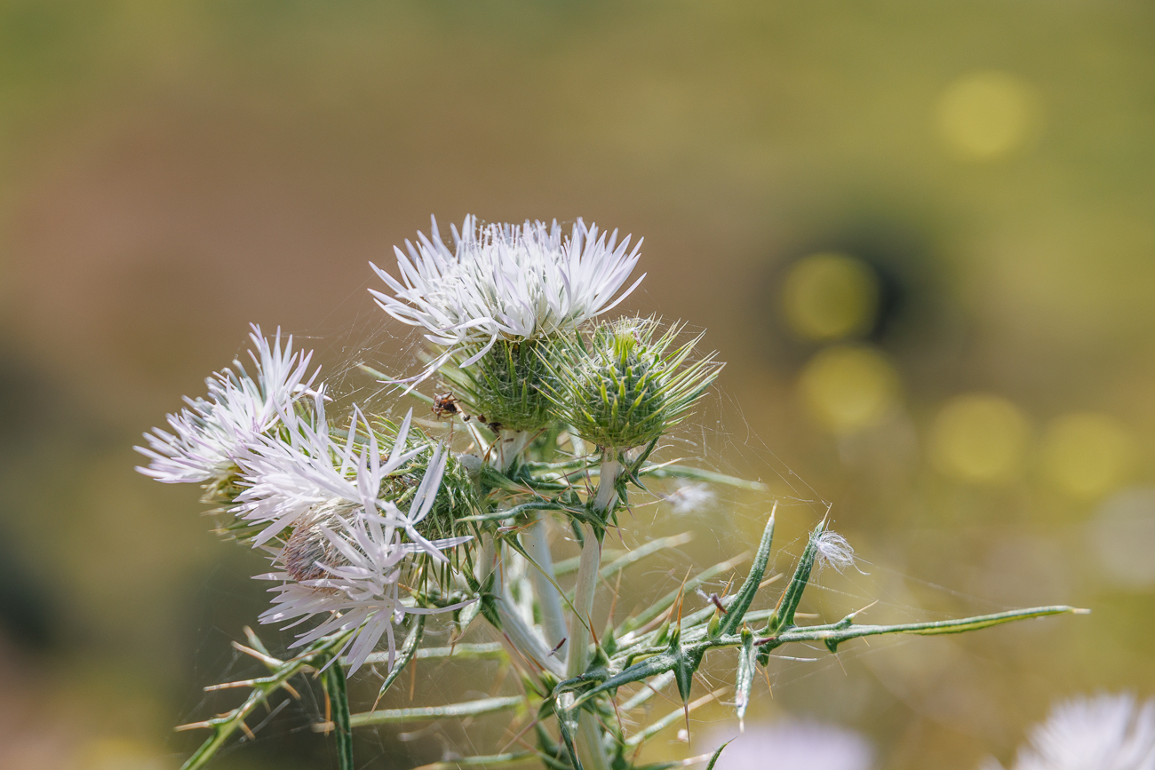 Milchdistel [Galactites tomentosus Moench]