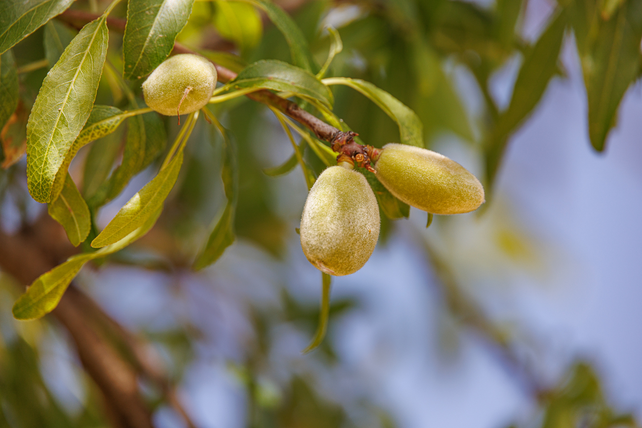 Mandelbaum [Prunus dulcis]