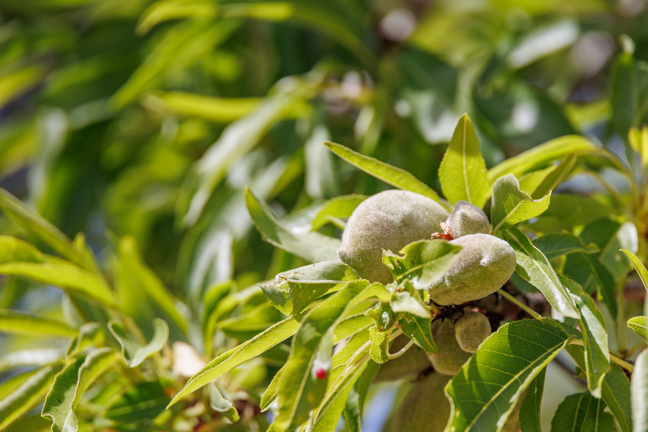 Mandelbaum [Prunus dulcis]