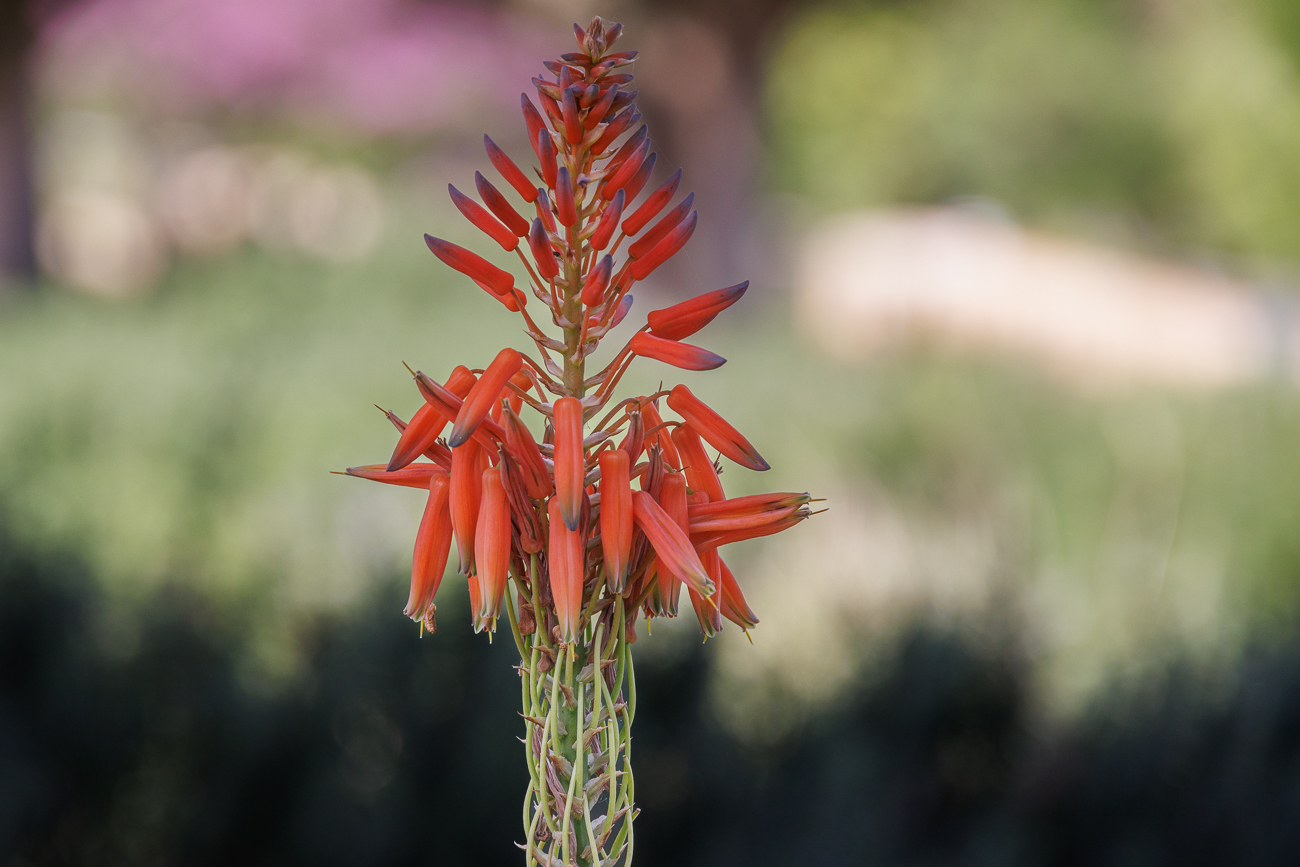 Gefleckte Aloe [Aloe maculata]