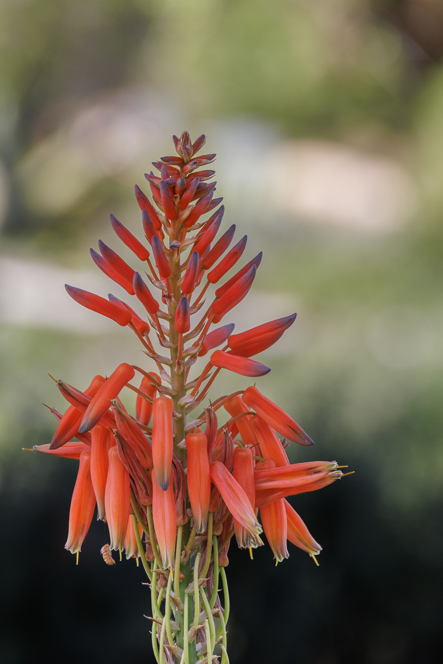 Gefleckte Aloe [Aloe maculata]