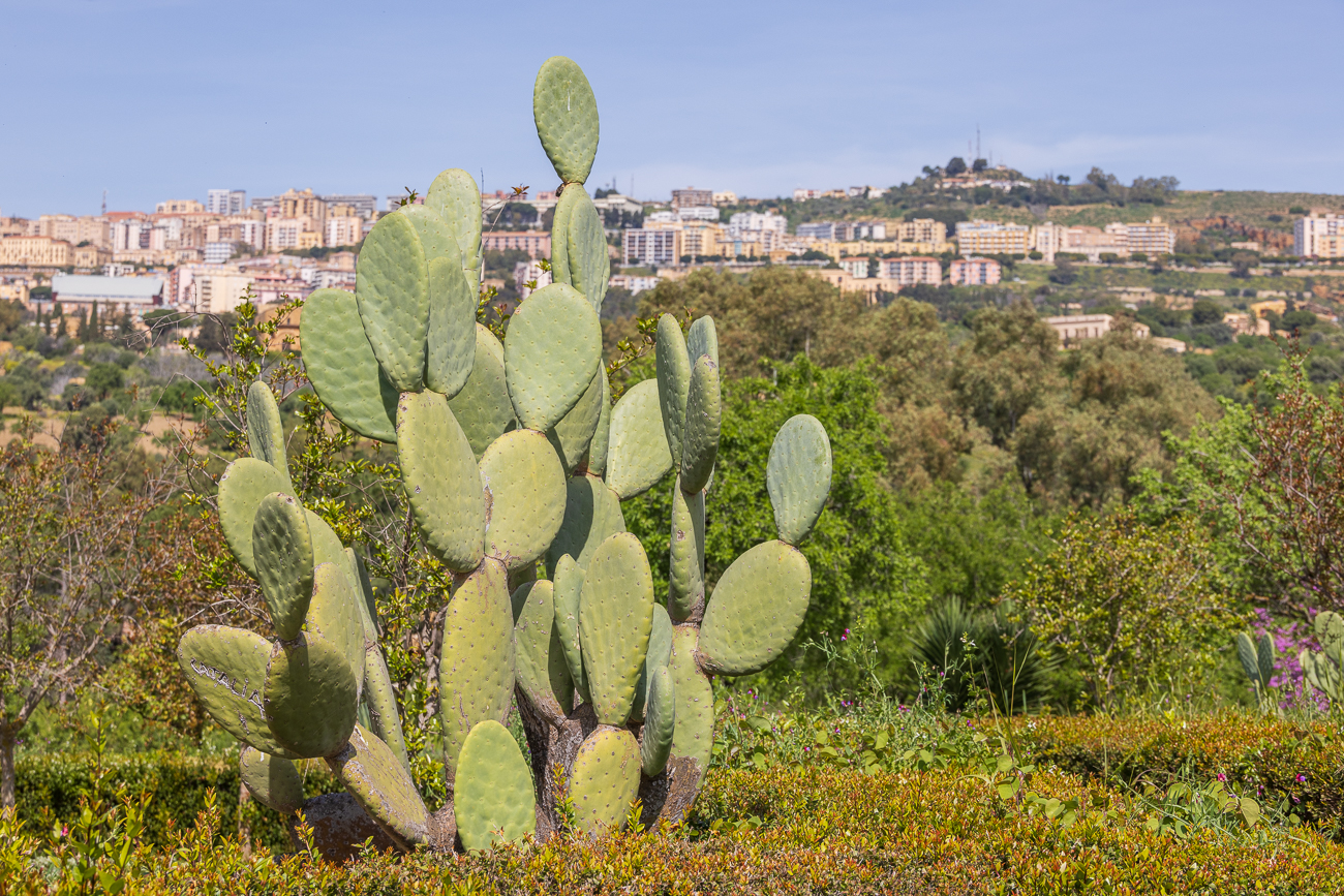 Feigenkaktus [Opuntia maxima]