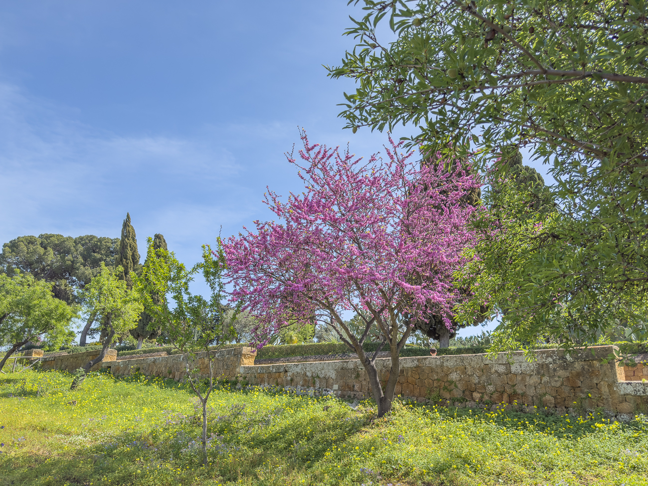 Gewöhnlicher Judasbaum [Cercis siliquastrum]