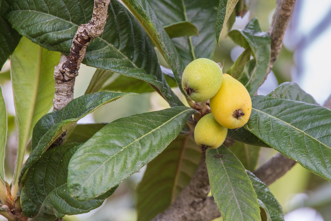 Japanische Mispel [Rhaphiolepsis bibas], reif