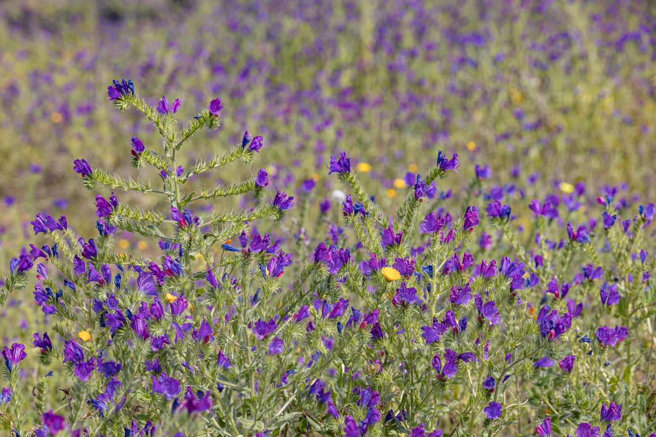 Sand-Natternkopf [Echium sabulicola]