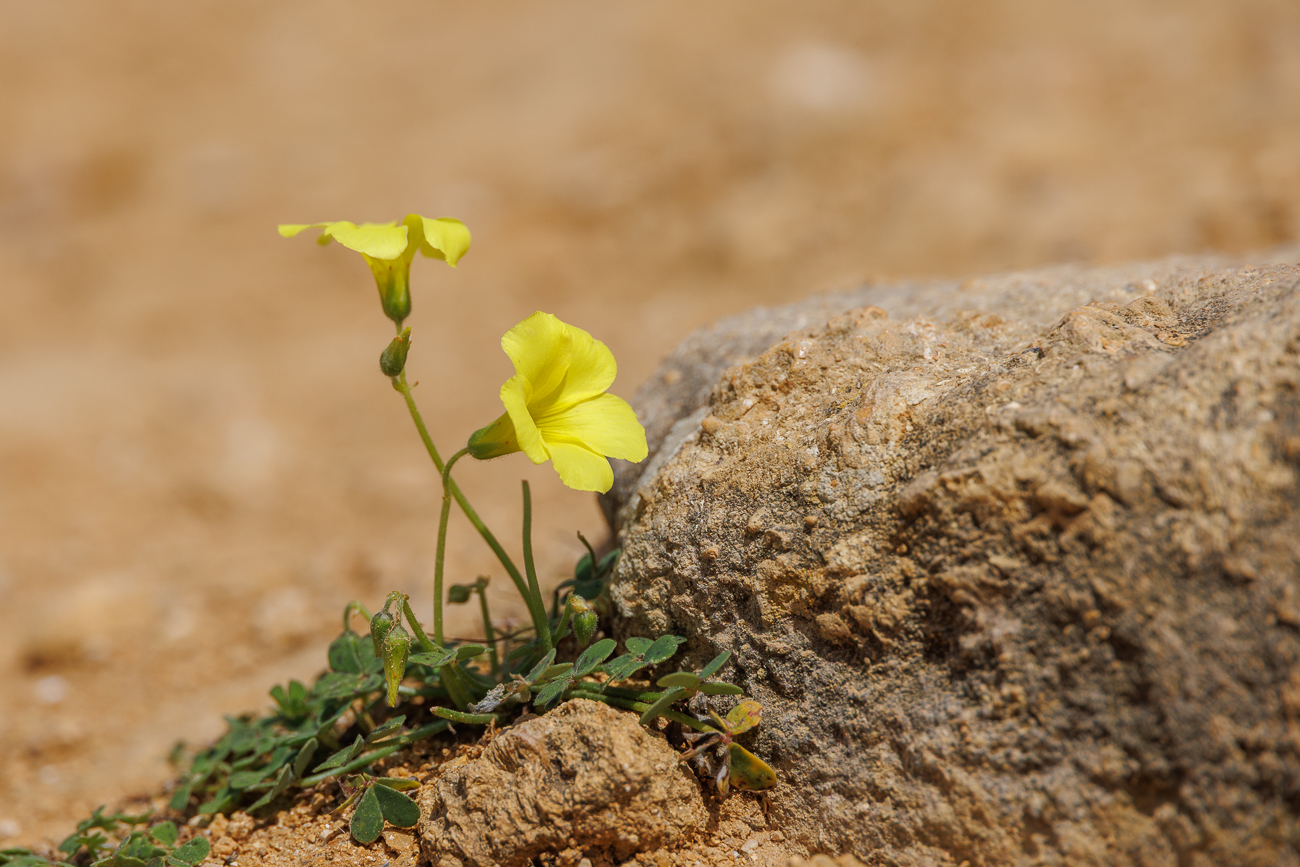 Nickender Sauerklee [Oxalis pes-caprae]