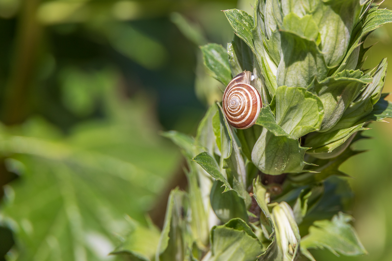 Schöne Schnecke, nicht bestimmt
