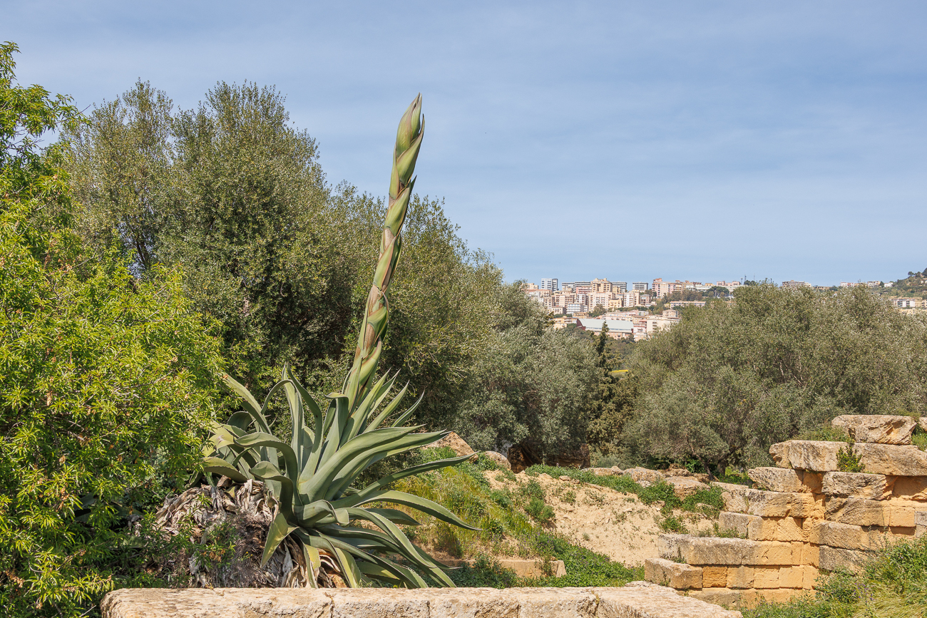 Pulqueagave [Agave salmiana]