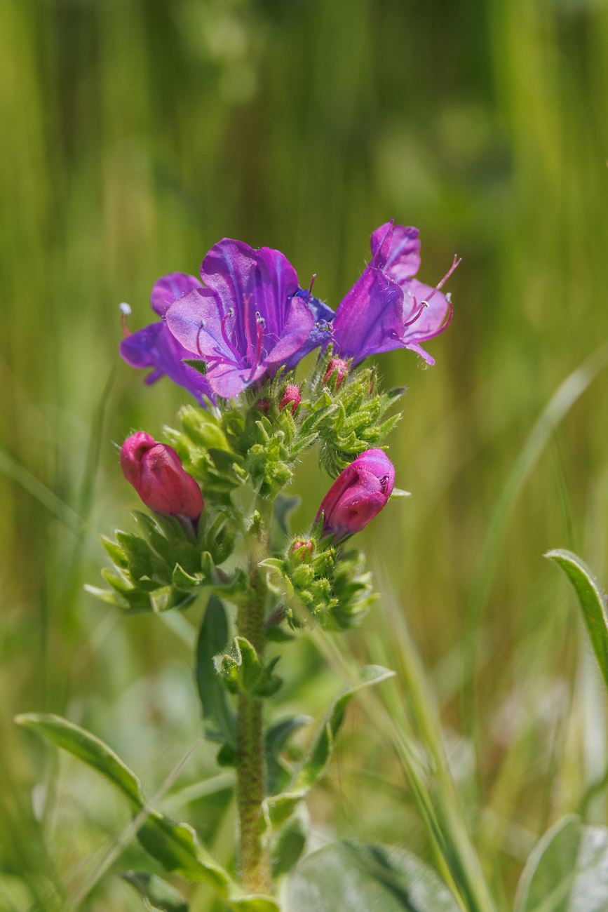 Violetter Natternkopf [Echium plantagineum]