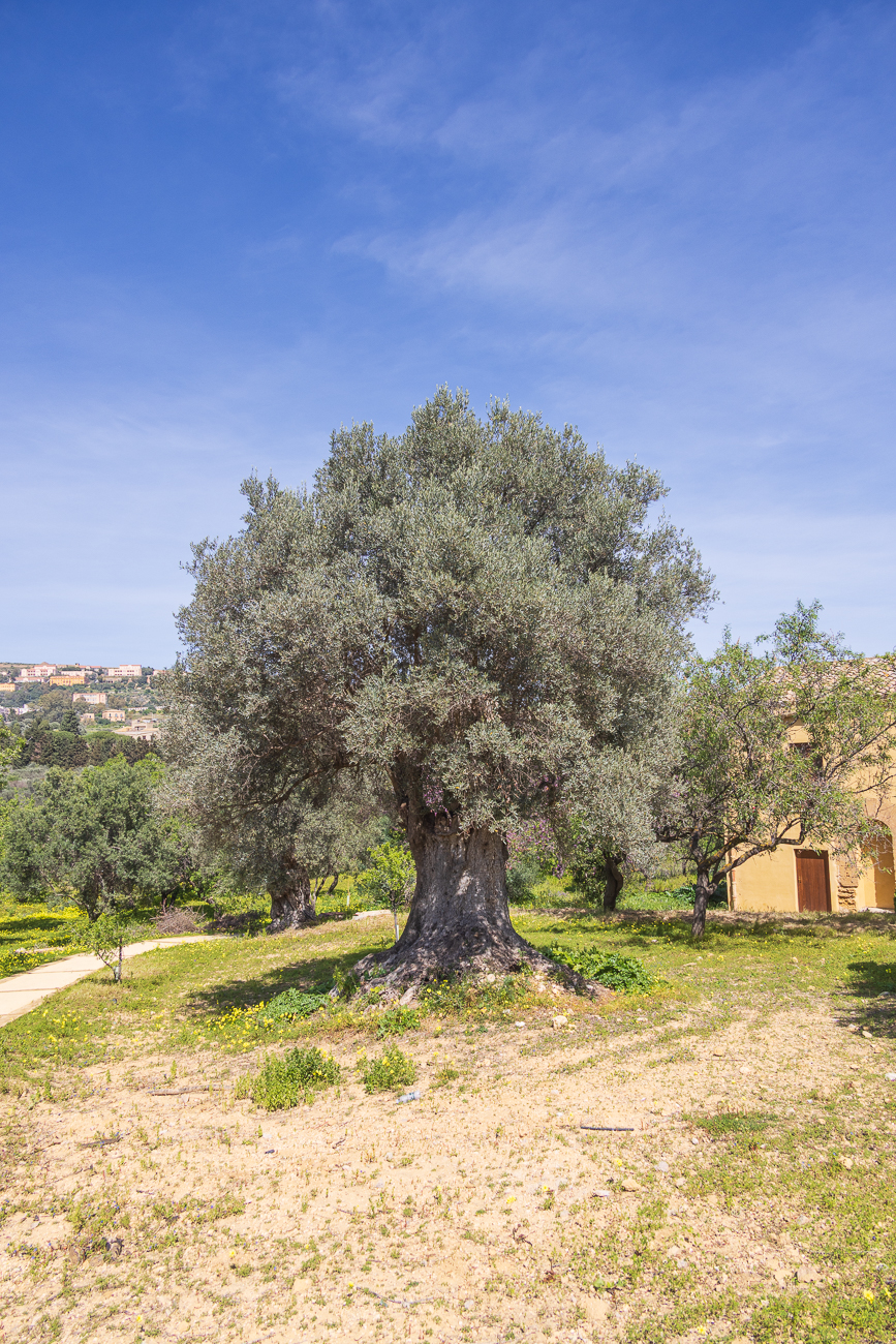 Olivenbaum [Olea europaea]