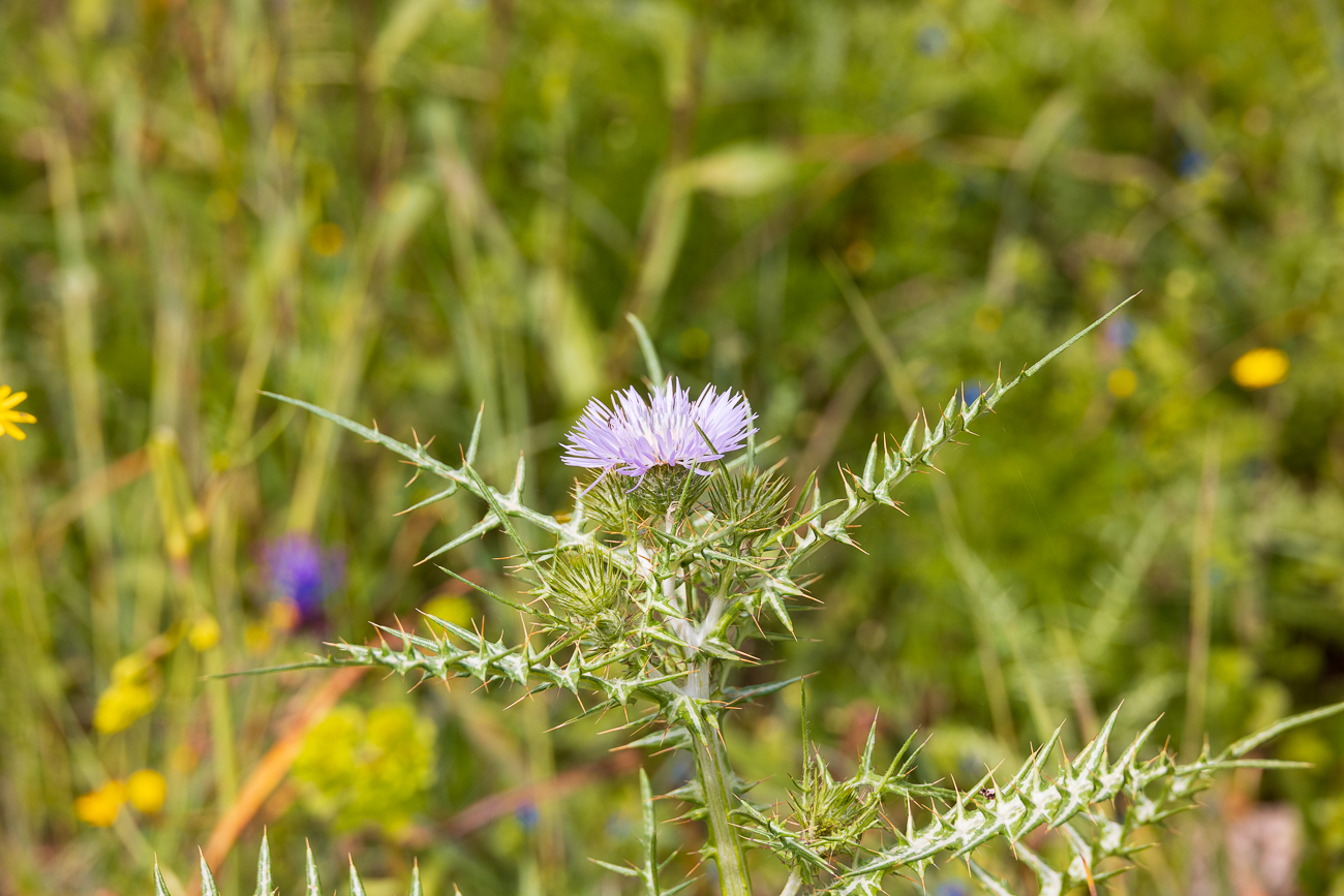 Milchdistel [Galactites tomentosus]