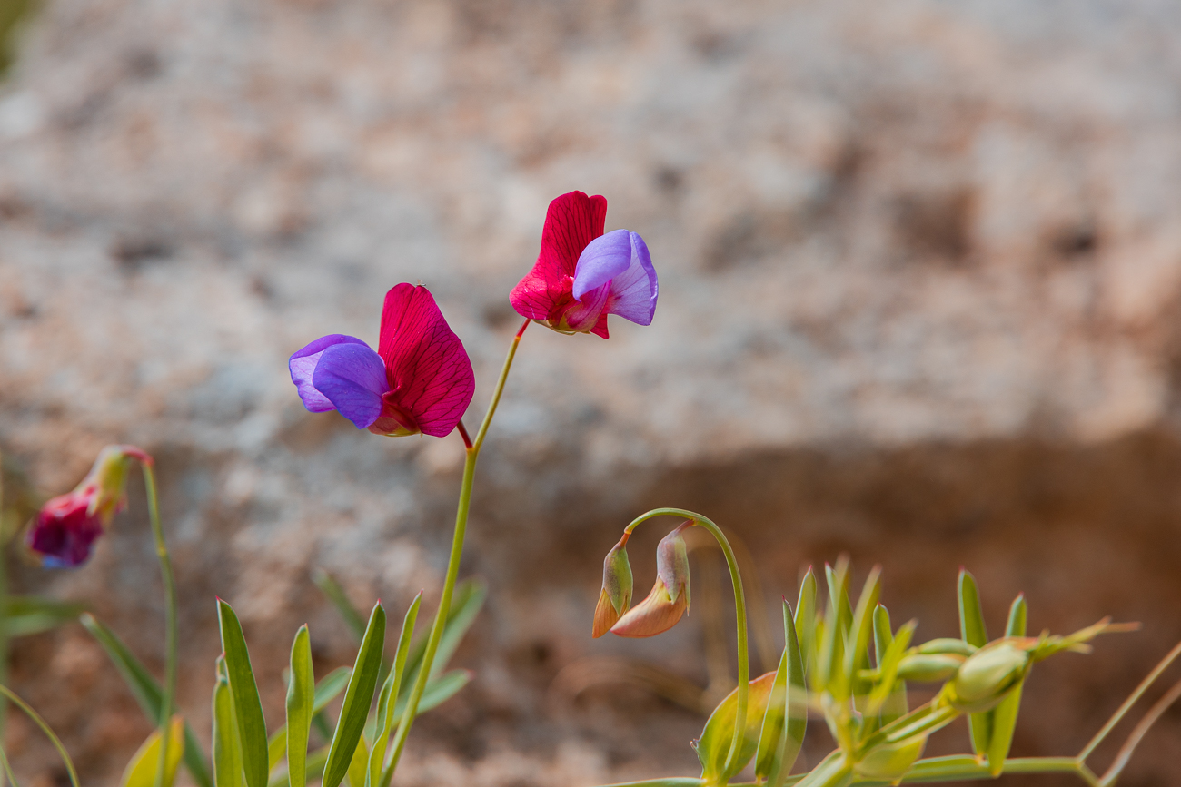 Purpurne Platterbse [Lathyrus clymenum]