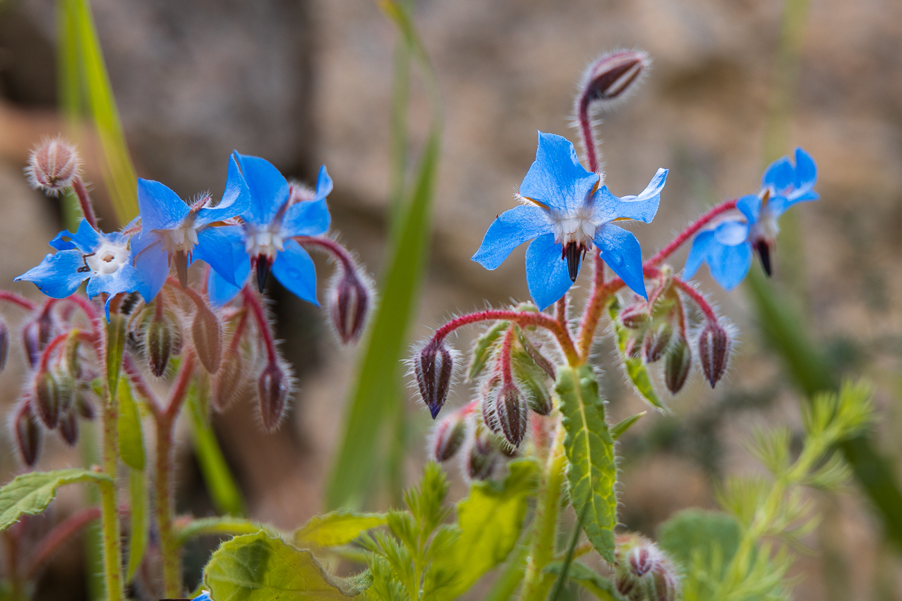 Einjähriger Borretsch [Borago officinalis]