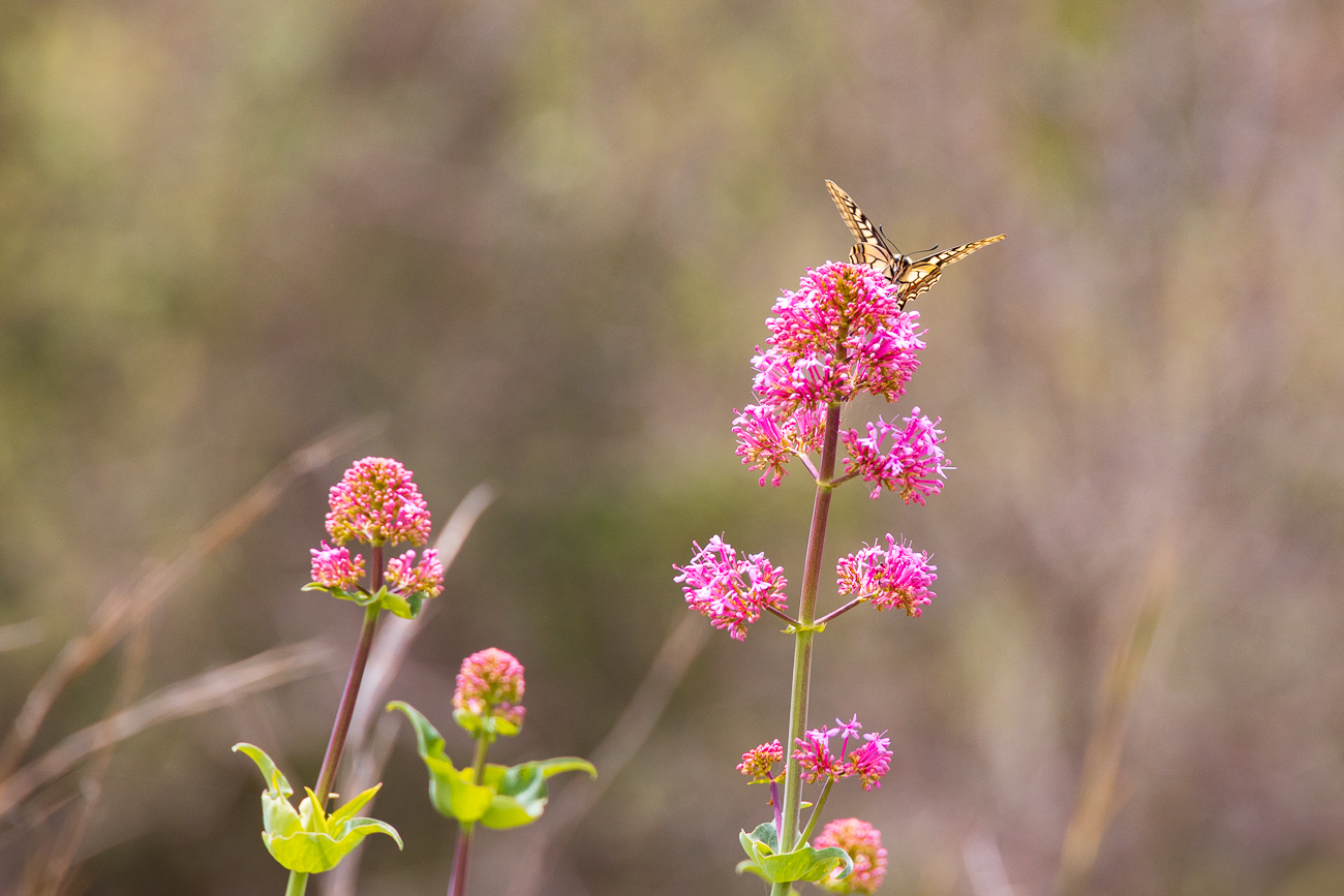 Rote Spornblume [Valeriana lecoqii] mit Gast ...