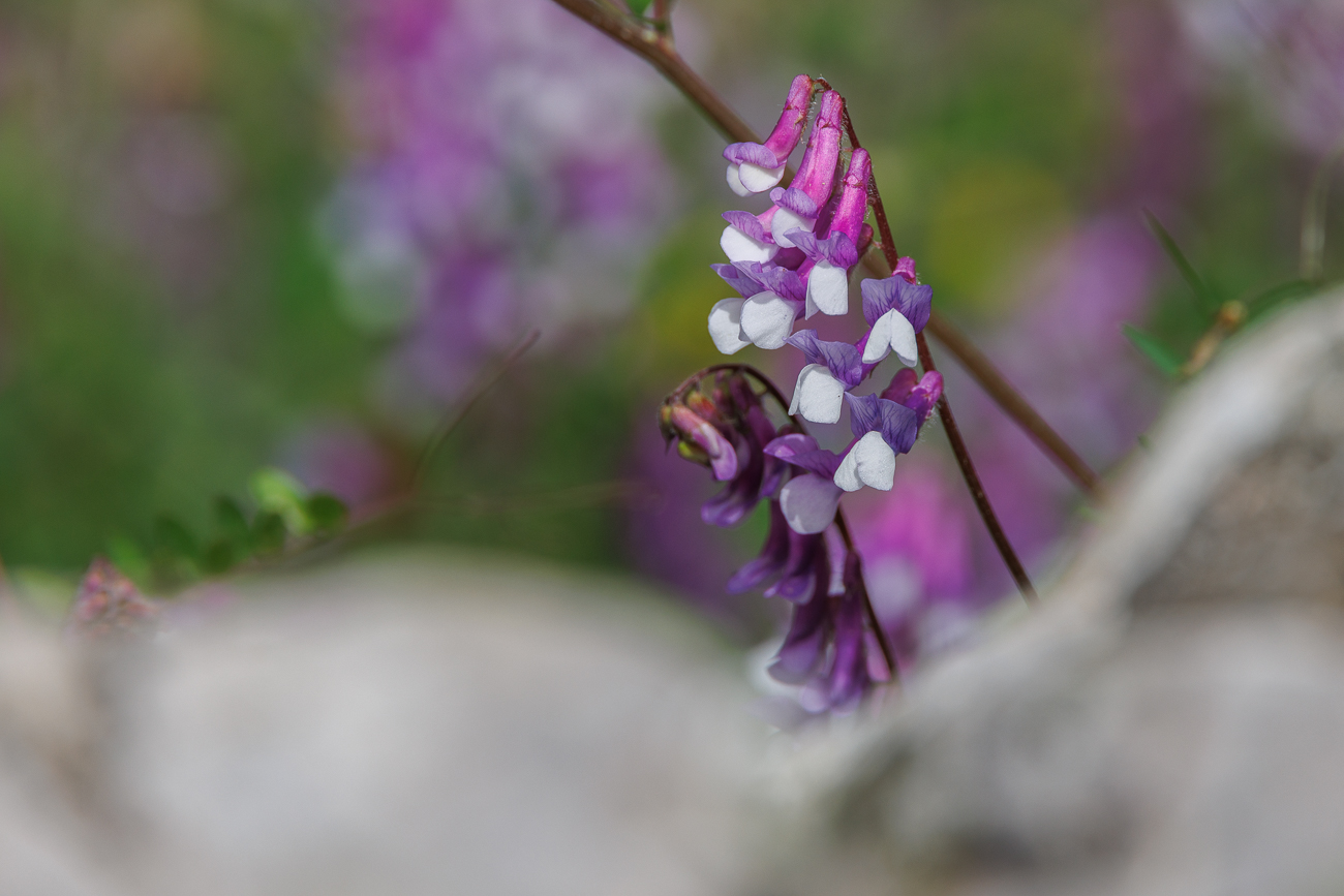 Eine Wickenart [Vicia eriocarpa (Hausskn.) Halácsy]