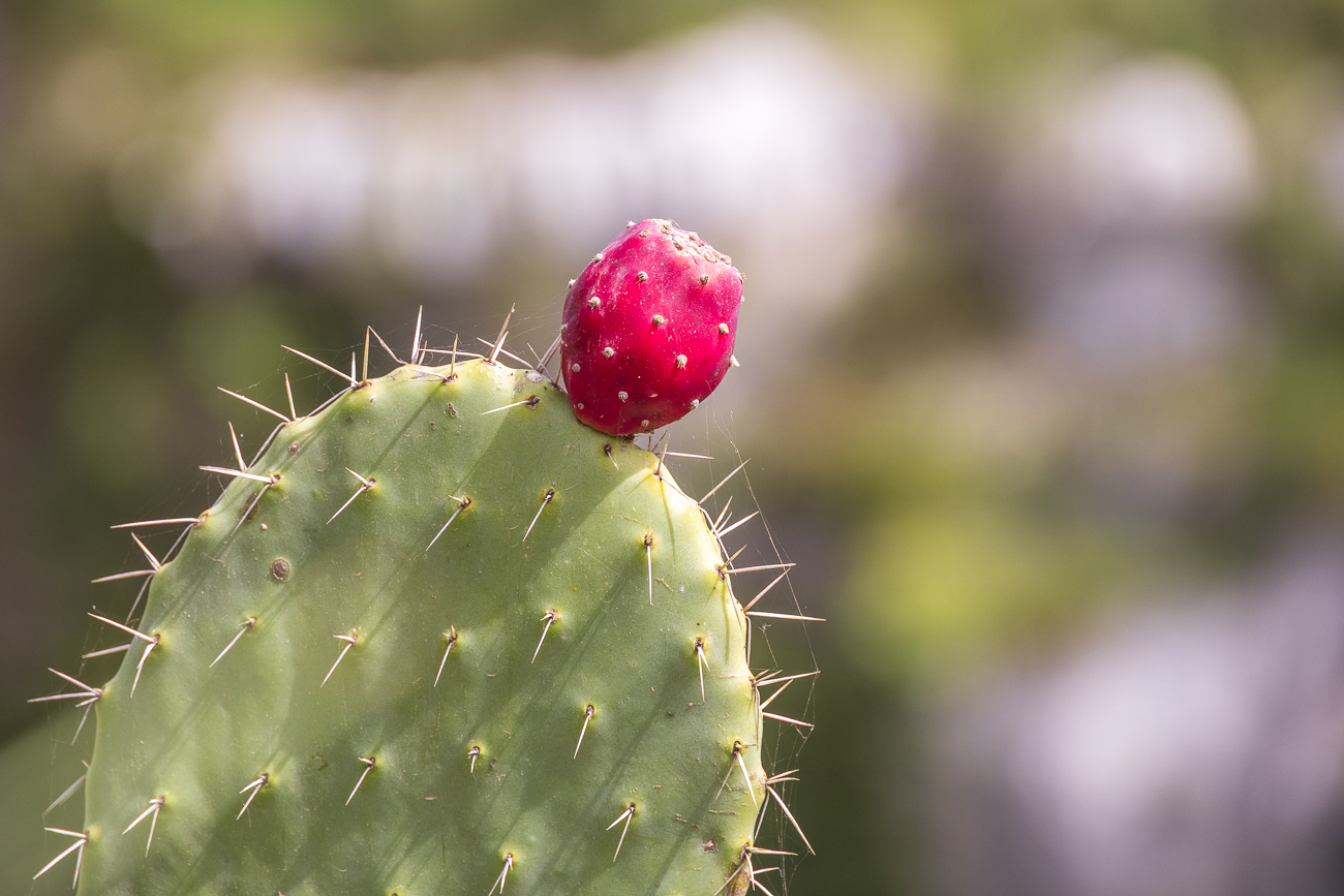 Gewöhnlicher Feigenkaktus [Opuntia ficus-indica]