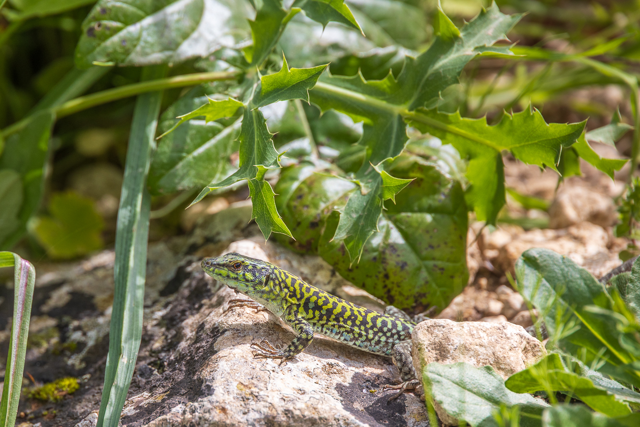 Sizilianische Mauereidechse [Podarcis waglerianus]