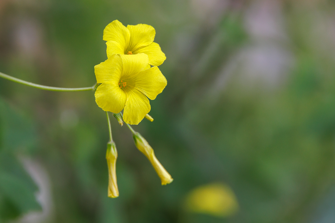 Nickender Sauerklee [Oxalis ptychoclada]