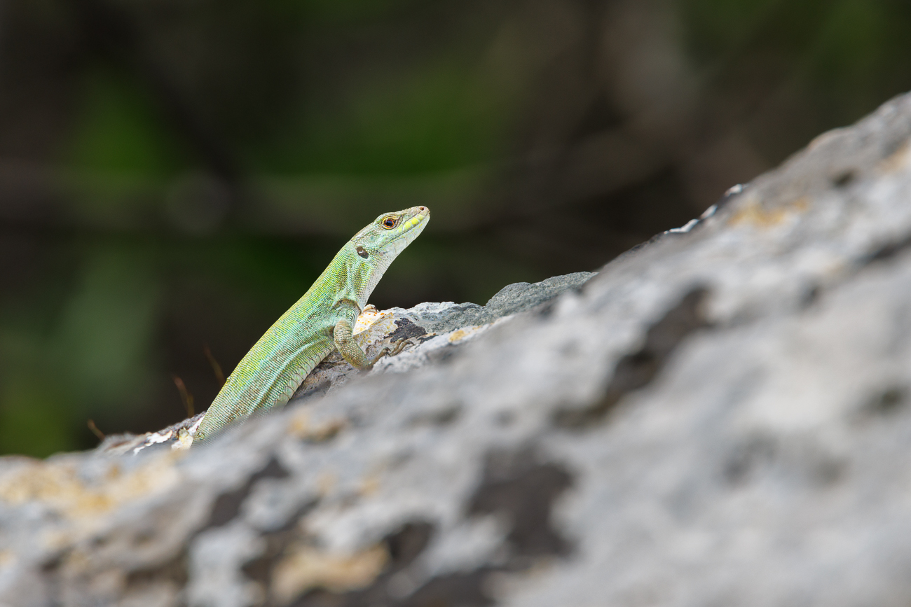 Und noch eine Sizilianische Mauereidechse [Podarcis waglerianus]