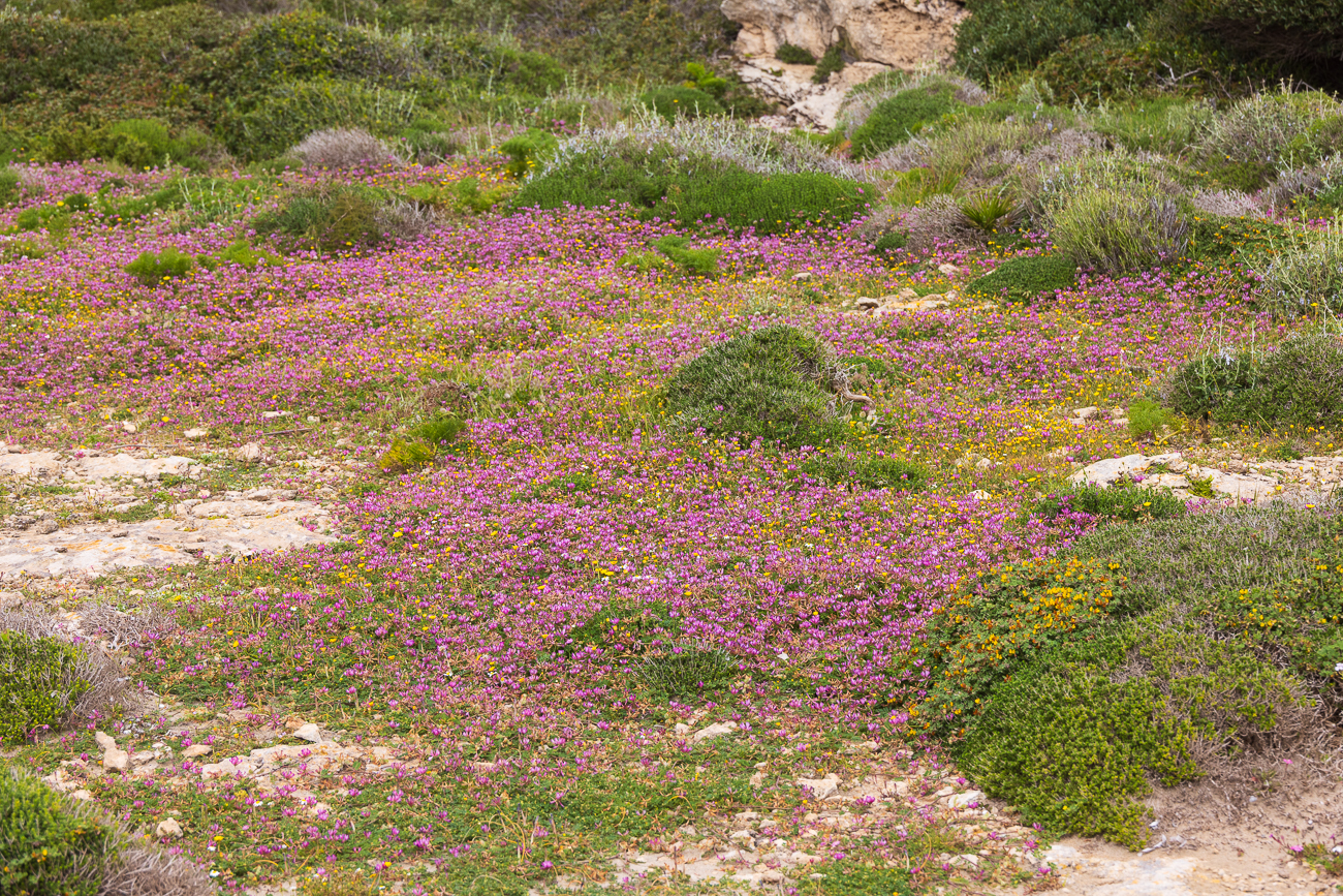Der Boden ist übersät mit (vermutlich) Kalk-Polsternelken [Silene acaulis]