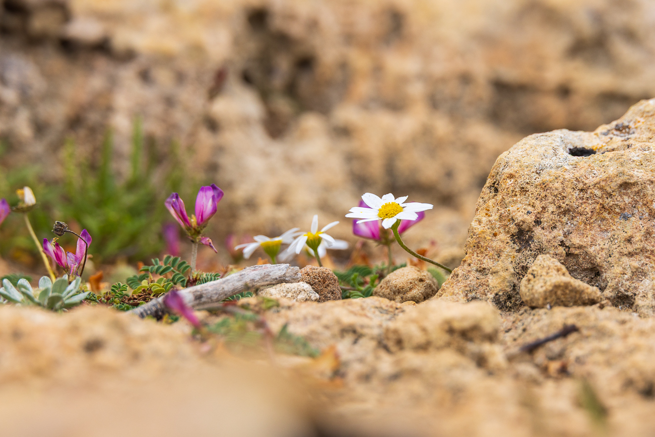 Vermutlich Echte Zwerggänseblümchen [Bellium bellidioides]