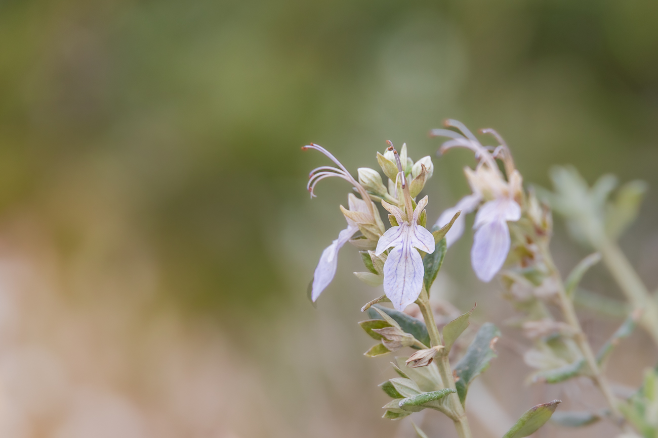 Baumgamander [Teucrium fruticans]