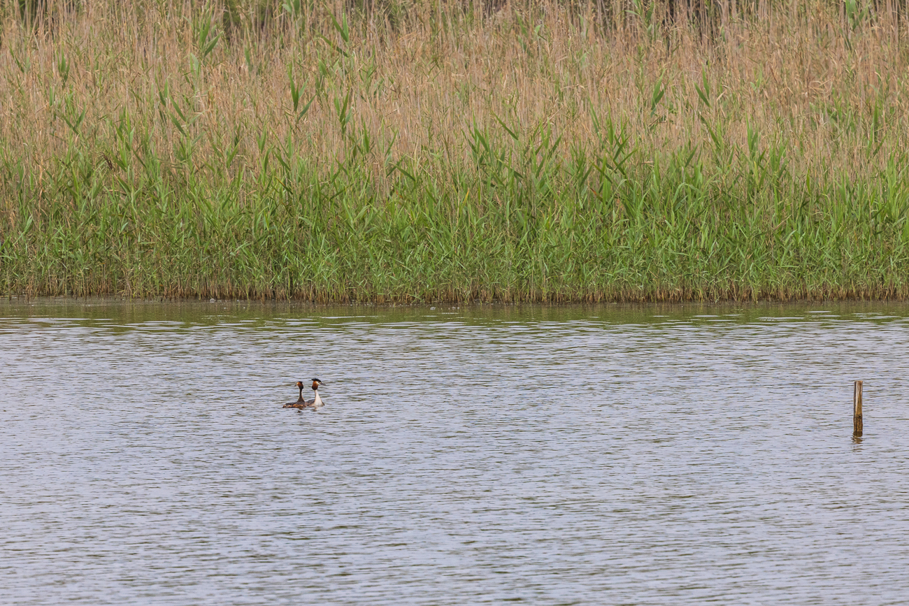 Haubentaucher [Podiceps cristatus] in einer Lagune