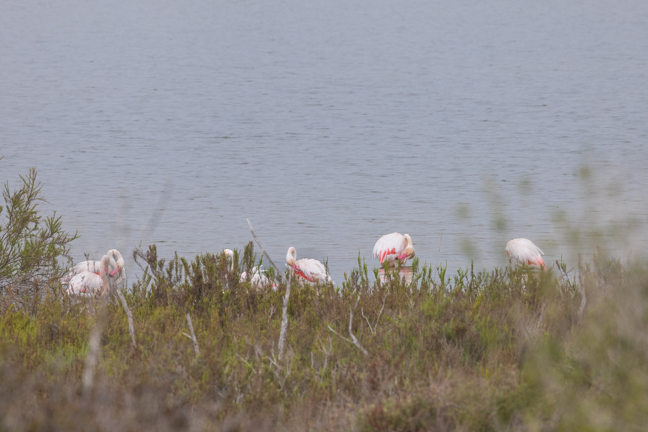Einige Rosaflamingos [Phoenicopterus roseus]